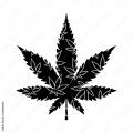 Weedbabechick's Avatar