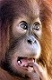 Orangutang.'s Avatar